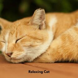 Cat Lounge Harmonies