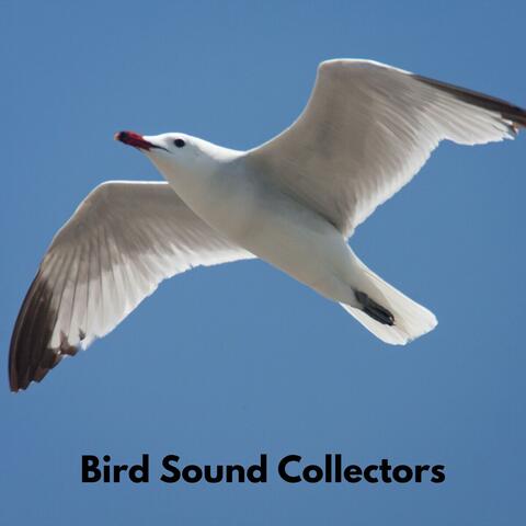 Bird Singing