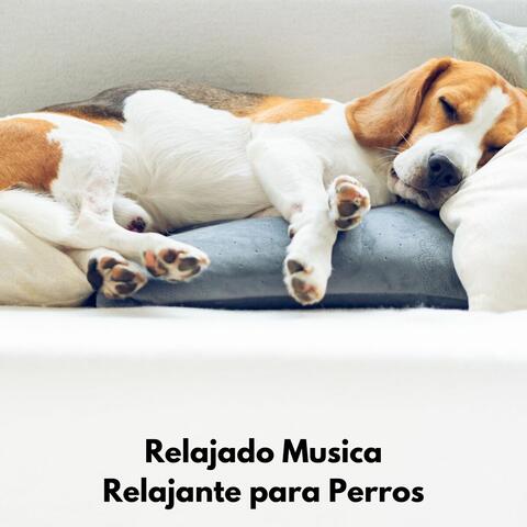 Perros Duermante