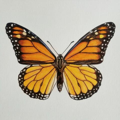 My Little Butterfly
