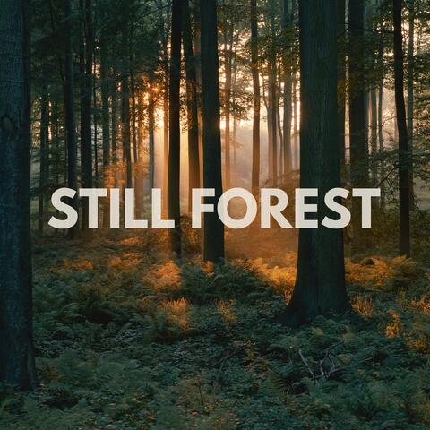 Still Forest