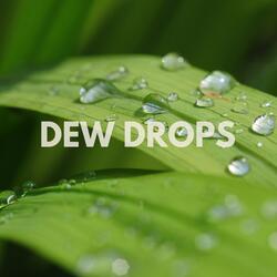 Dew Drops