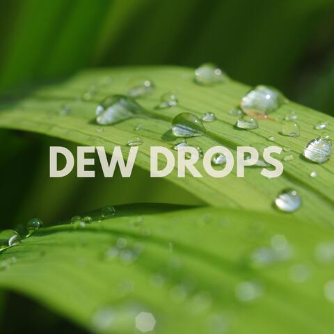 Dew Drops