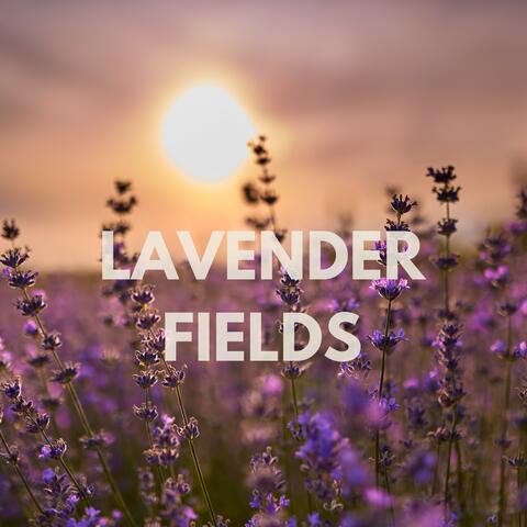 Lavender Fields