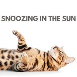 Snoozing in the Sun