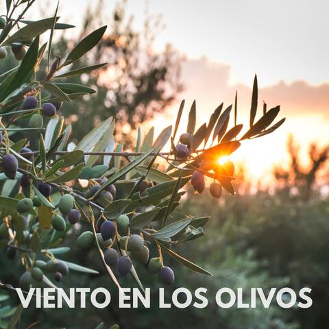 Viento En Los Olivos