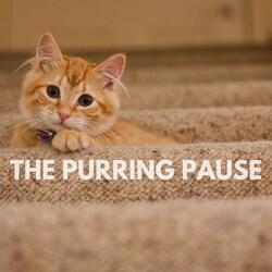 The Purring Pause