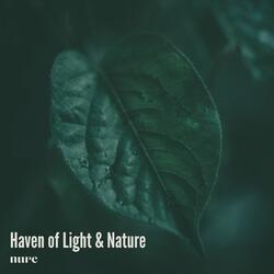 Haven of Light & Nature