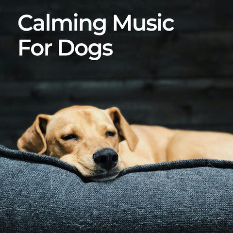 Calming Music for Dogs