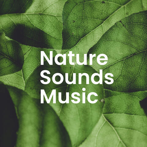 Sounds of Nature: Forest Serenity & Tranquil Moments