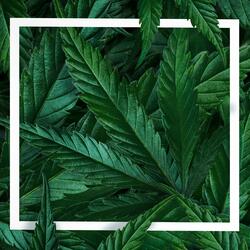 Gang Green (feat. Royce Da 5’9”)