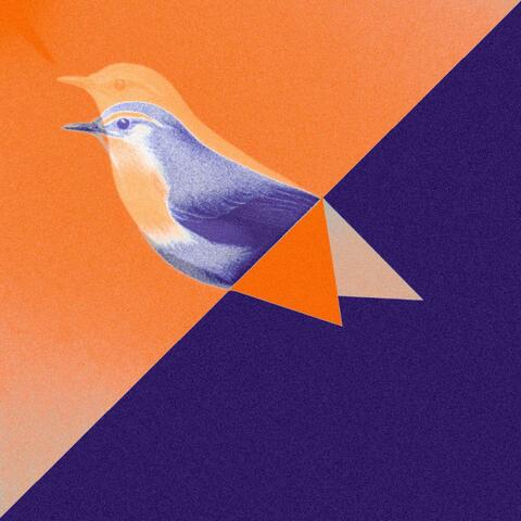 Blue Warbler