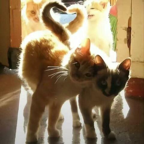 爱
