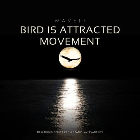 Bird is Attracted Movement