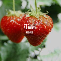 红草莓
