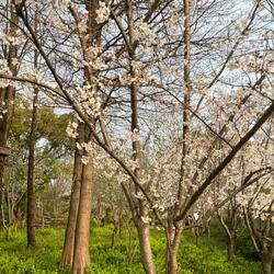 Mystery of Springtime