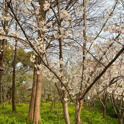 Mystery of Springtime