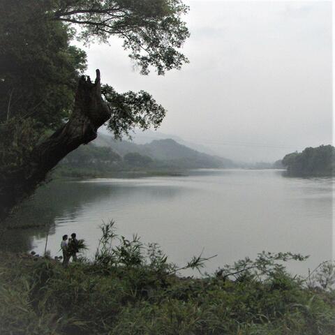 陈旧树林