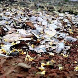 茶艺Freestyle(Intro)