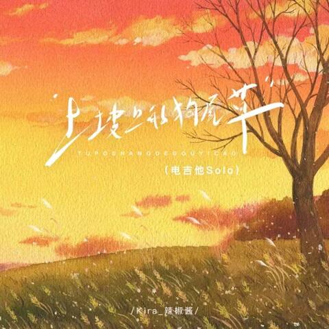 土坡上的狗尾草