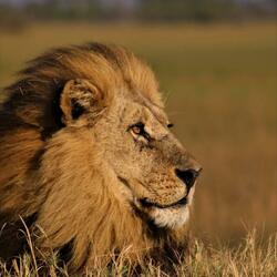 King of the Jungle