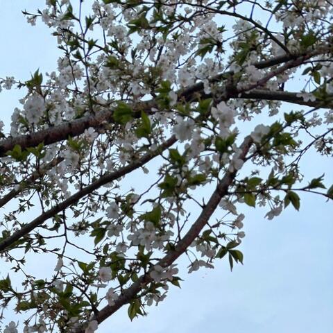 Fly Away
