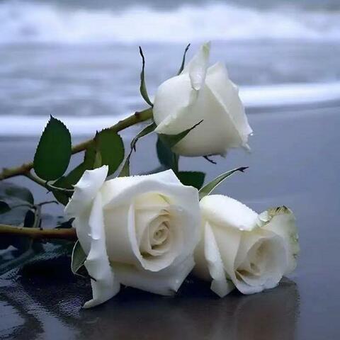 White Rose