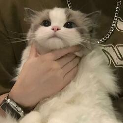 找问题的人