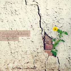 The Scent That Comforts Me