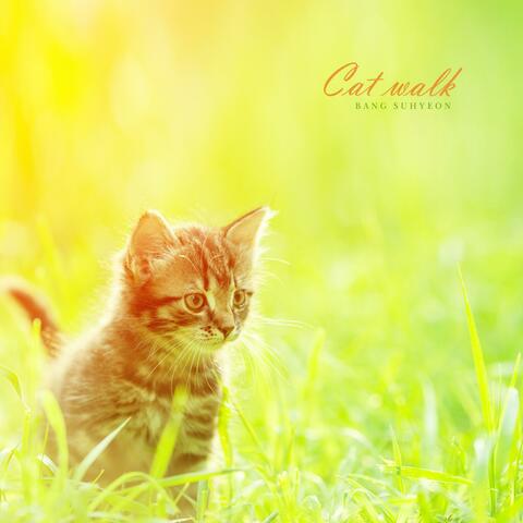 Cat walking