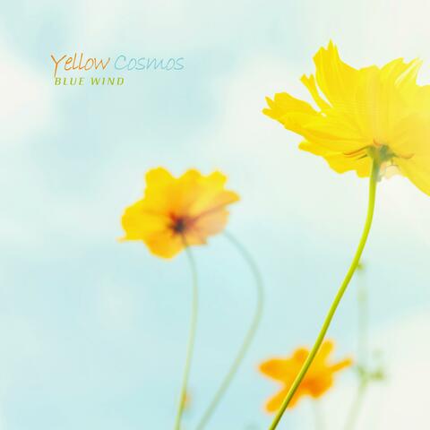 Yellow Cosmos