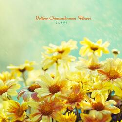 Yellow Chrysanthemum Flowers