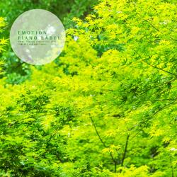 When cherry blossoms come