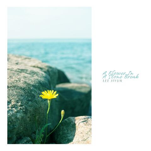A Flower In A Stone Break
