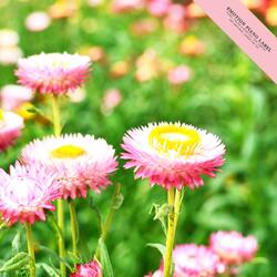 The bright night sky