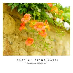 Cricket Crying Night