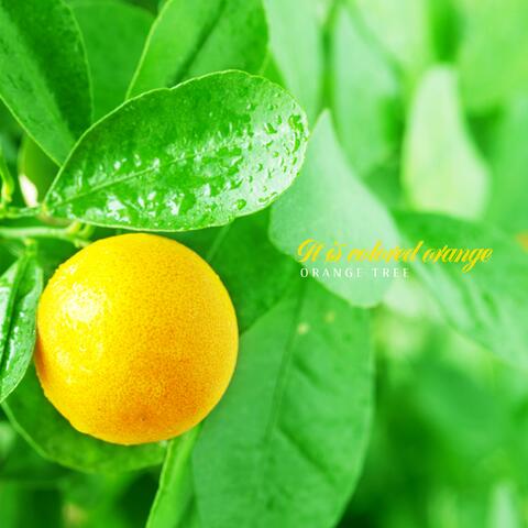 It is colored orange.