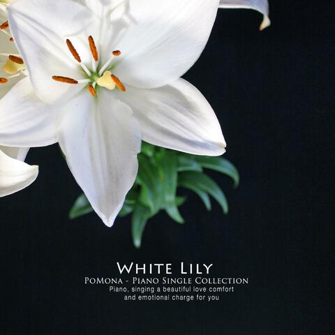 White Lily