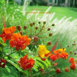 Little Flower'S Song