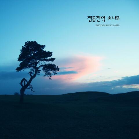 Jeongdongjin Station pine