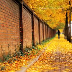 Ginkgo leaves