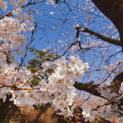 Spring Blossom (Feat. YoonSeul)
