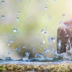 Rain Sounds In The Forest