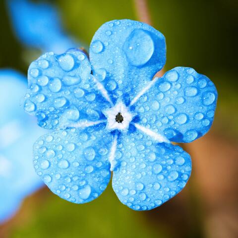 Rain Sound for Psychological Stability 1