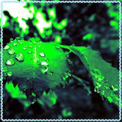 Sound of Calm Rain and Quiet Birds