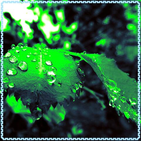 Sound of Calm Rain and Quiet Birds