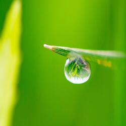 Sound of the Water as Raindrops Hit the Leaves