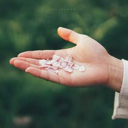 A Heart Waiting For Spring