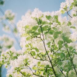 in the coming spring