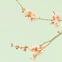 Who Comes To Mind When Spring Comes